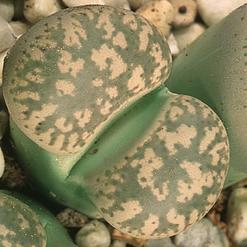 Lithops gesinae v gesinae