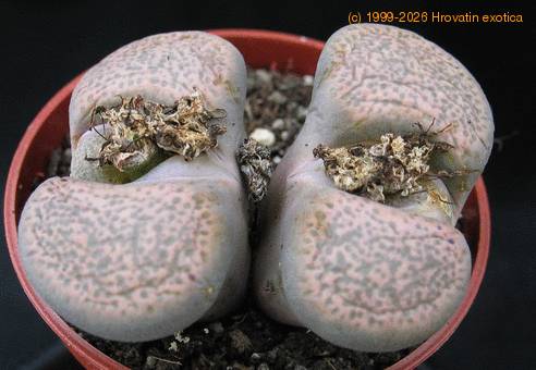 Lithops gracilidelineata 2