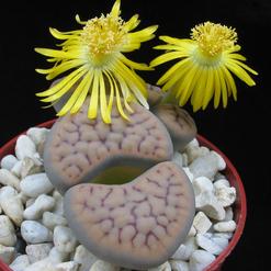Lithops gracilidelineata