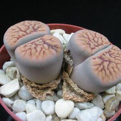 Lithops gracilidelineata s.brandbergensis