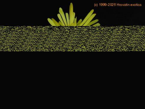 Lithops Gracilis ssp brandberg flo