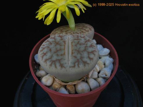 Lithops gracilis ssp brandbergensis