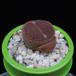Lithops halii MOP