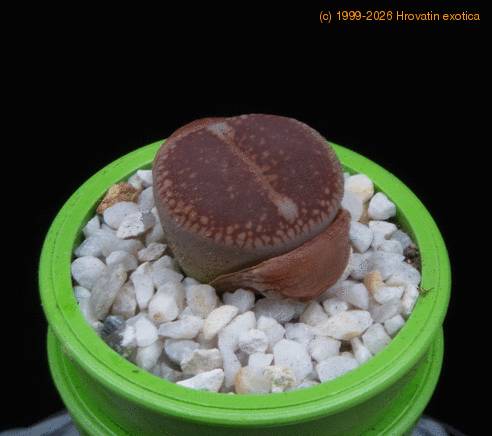 Lithops halii MOP