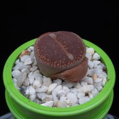 Lithops hallii