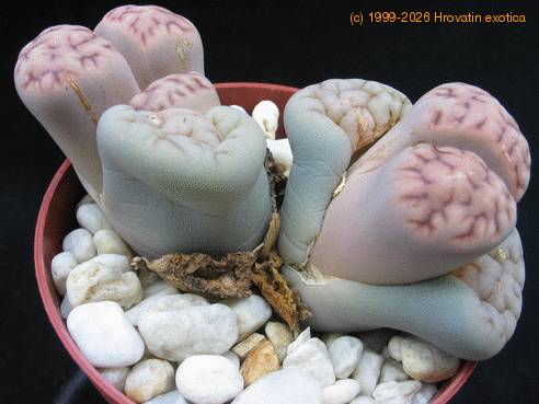 Lithops hookeri lutea