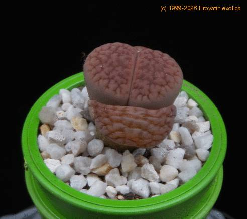 Lithops hookeri MOP