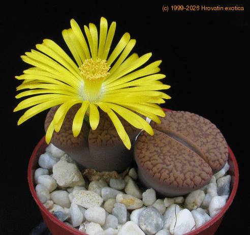 Lithops hookeri v lutea