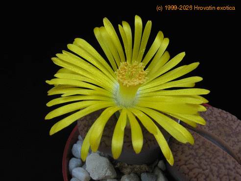 Lithops hookeri v lutea flo