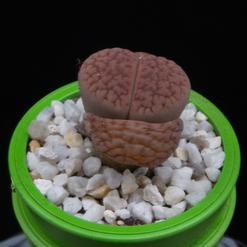 Lithops hookeri v.marginata