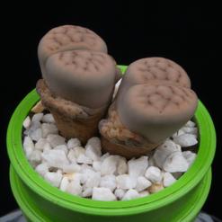 Lithops julii "Chrysocephala"