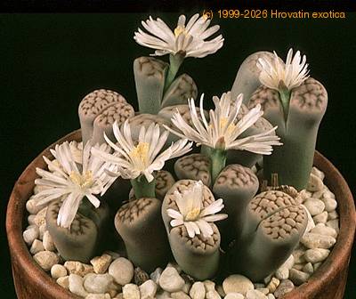 Lithops julii Chrysocephala SIb