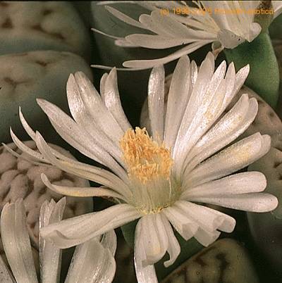 Lithops julii Chrysocephala SIf