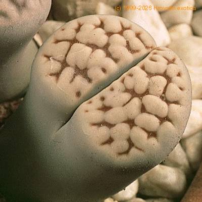 Lithops julii Chrysocephala SIl