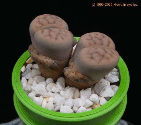 Lithops julii MOP