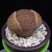 Lithops karasmontana MOP