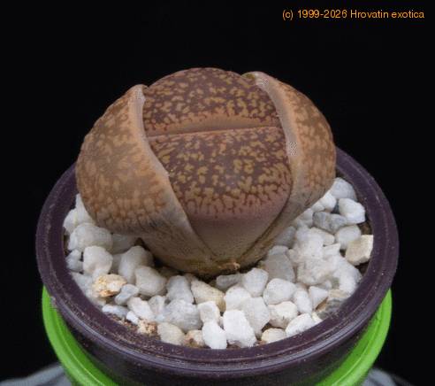 Lithops karasmontana MOP
