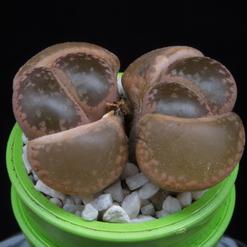 Lithops lesliei