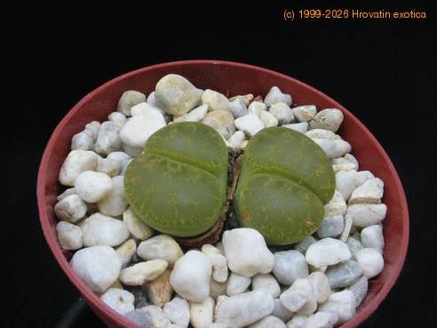 Lithops lesliei albinica