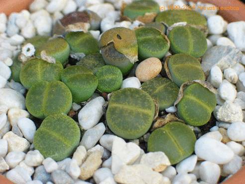 Lithops lesliei f albinica