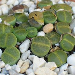 Lithops lesliei f. Albinica