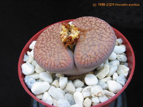 Lithops lesliei hornii