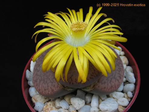 Lithops lesliei horniiflo