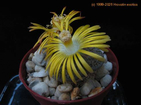 Lithops lesliei kimberley 1