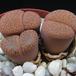 Lithops lesliei Kimberley