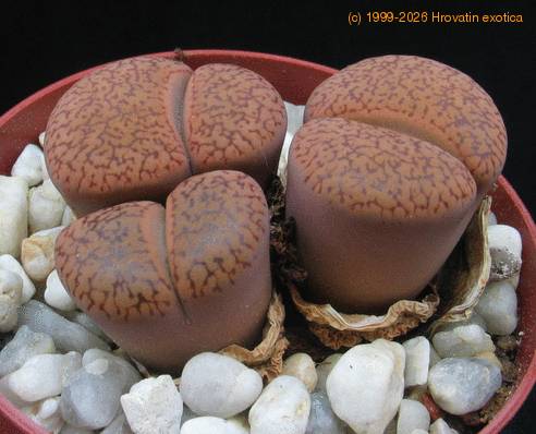 Lithops lesliei Kimberley