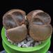 Lithops lesliei MOP