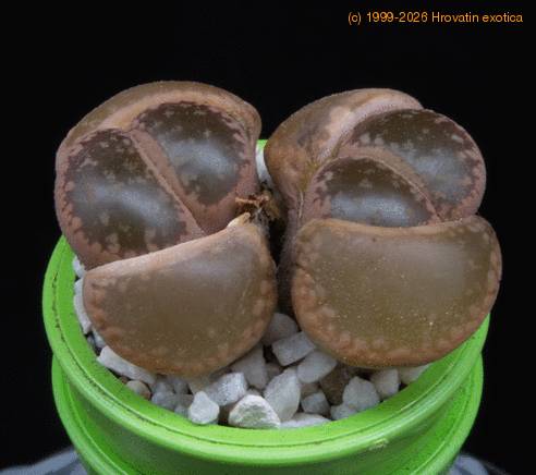 Lithops lesliei MOP