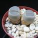 Lithops olivacea nebrownii