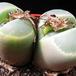 Lithops olivacea olivacea