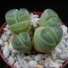 Lithops olivacea olivacea1