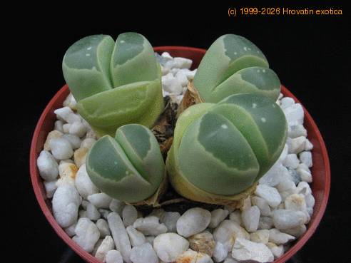 Lithops olivacea olivacea1