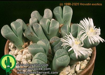 Lithops olivacea v olivacea 1579