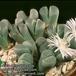 Lithops olivacea v olivacea 1579