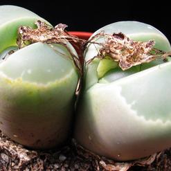 Lithops olivacea v. olivacea