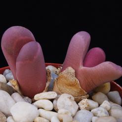 Lithops optica f. rubra