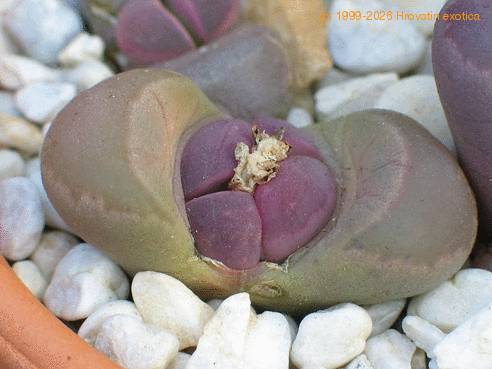 Lithops optica f rubra closeup
