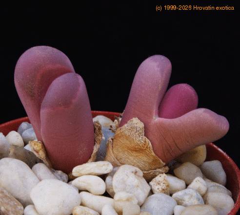 Lithops optica rubra SIb