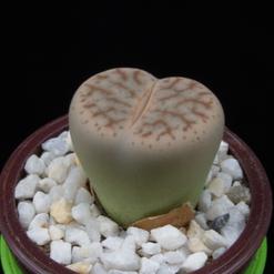 Lithops pseudotruncatella