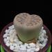 Lithops pseudotruncatella MOP
