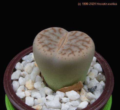 Lithops pseudotruncatella MOP