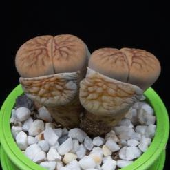 Lithops schwantesii