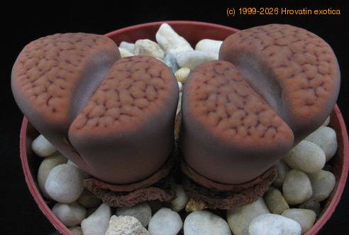 Lithops schwantesii cristinae
