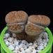 Lithops schwantesii MOP