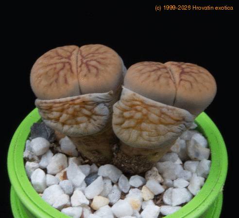 Lithops schwantesii MOP