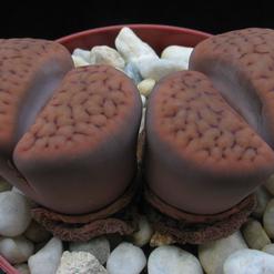Lithops schwantesii v. urikosensis